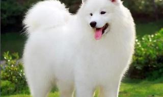 微笑天使狗 微笑天使狗